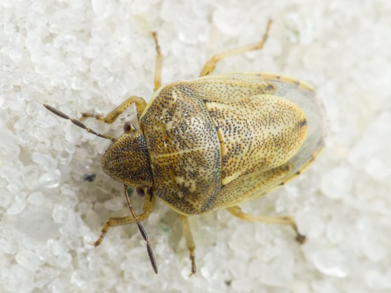 Neottiglossa leporina (Herrich-Schäffer, 1830)